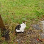 Chat socialisé 2