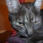 Chatte caline cherche amour et chaleur