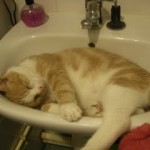 PERDU CHAT MALE