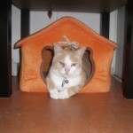 Dans sa niche