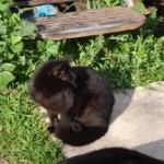 Lili dans le jardin
