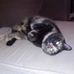 Chatte Ecaille de Tortue