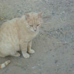 Chat d’ILot Particulièrement Familier