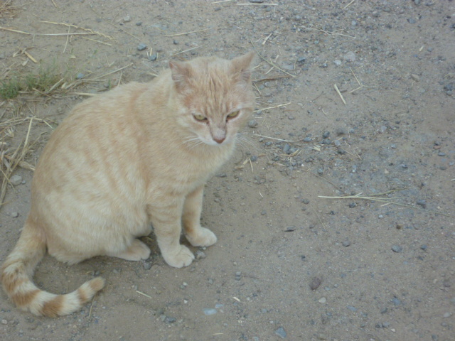 image de chat beige