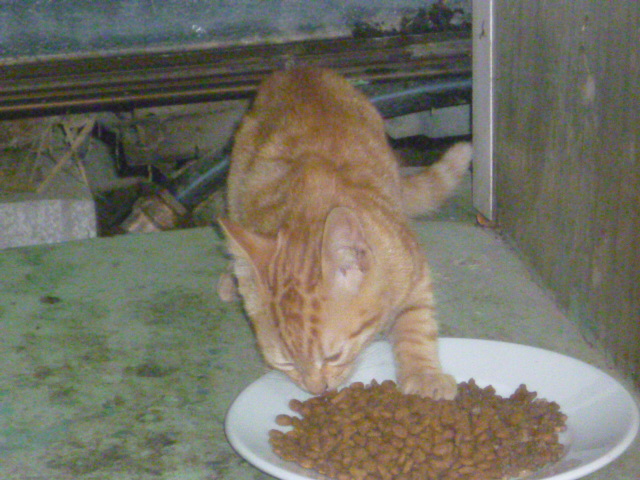 Joli Chaton Roux Cherche Maison