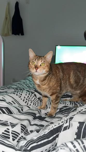 CHATS LIBRES DU VAR EST