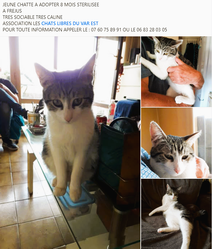 CHATTE DE 8 MOIS A ADOPTER STERILISEE TRES DOUCE ET CALINE