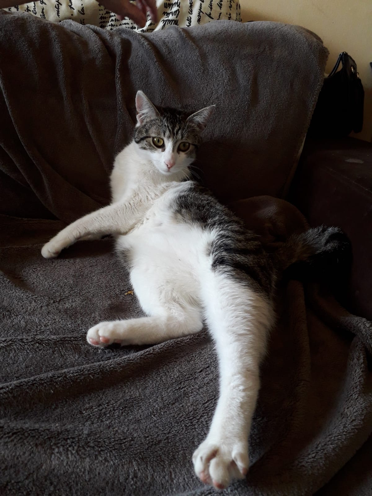 ADOPTION PETITE MINETTE DE 8 MOIS DENOMMEE "PRINCESSE ALASKA"